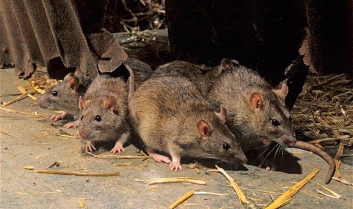 NCDC: Nigeria reports over 4,000 suspected cases of Lassa fever in 2023
