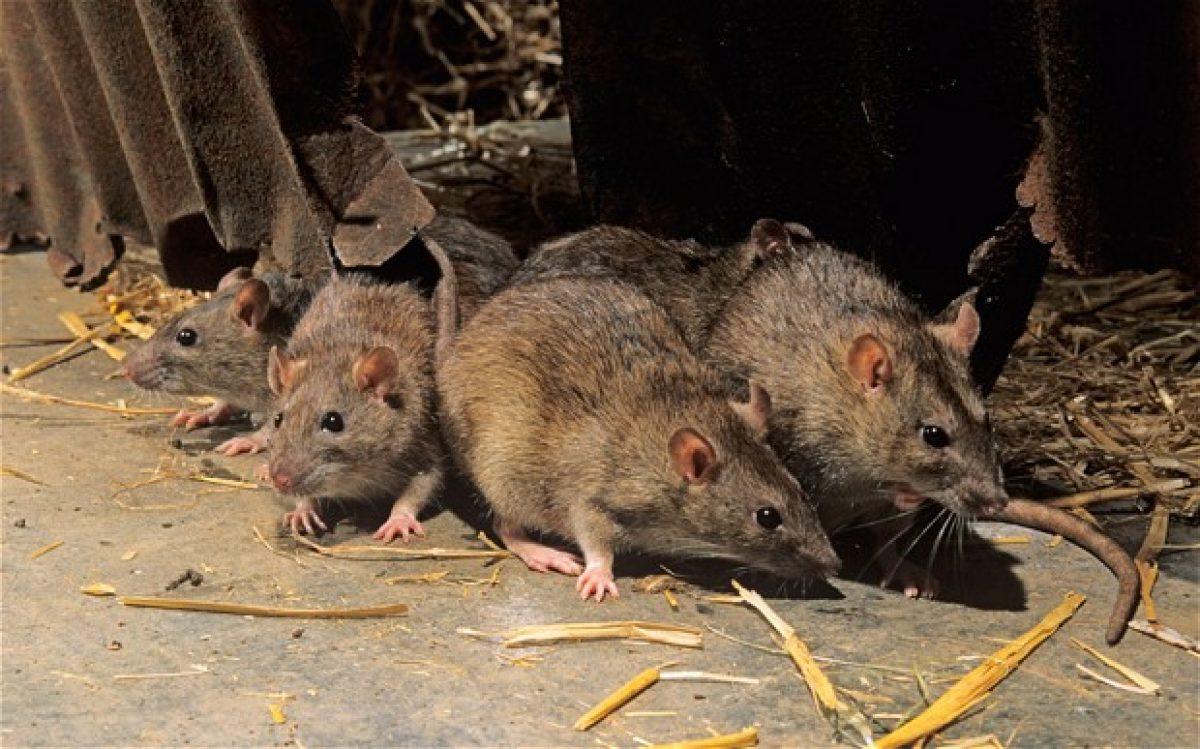 NCDC: Nigeria reports over 4,000 suspected cases of Lassa fever in 2023
