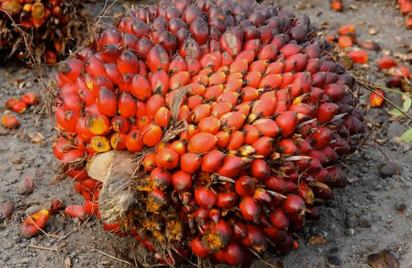 Edo state partners with palm oil company to boost production