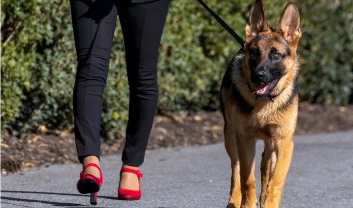 Biden's dog bites another secret service agent