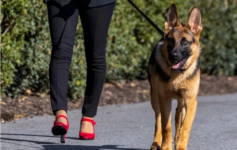 Biden's dog bites another secret service agent