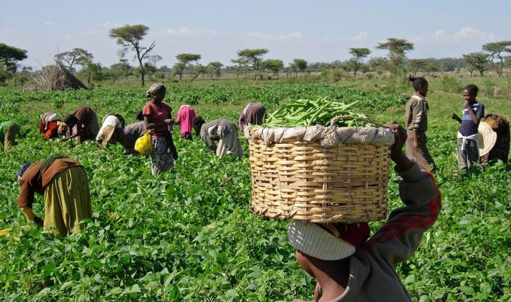 Nigeria suffers $1bn annual loss due to non certification of agricultural exports - Experts