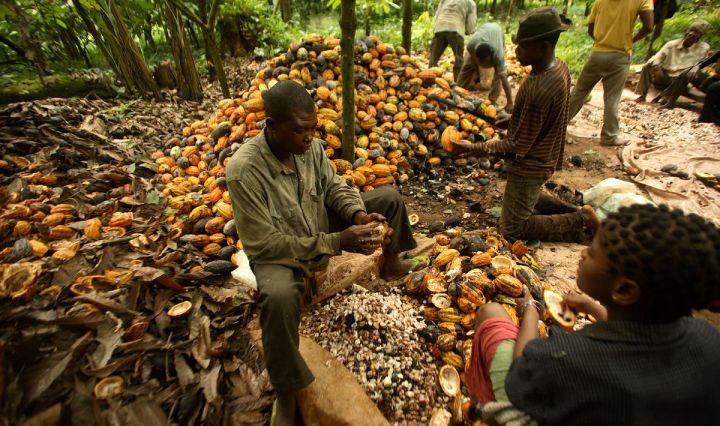 Cocoa farmers in Ondo State protest their eviction from a forest reserve