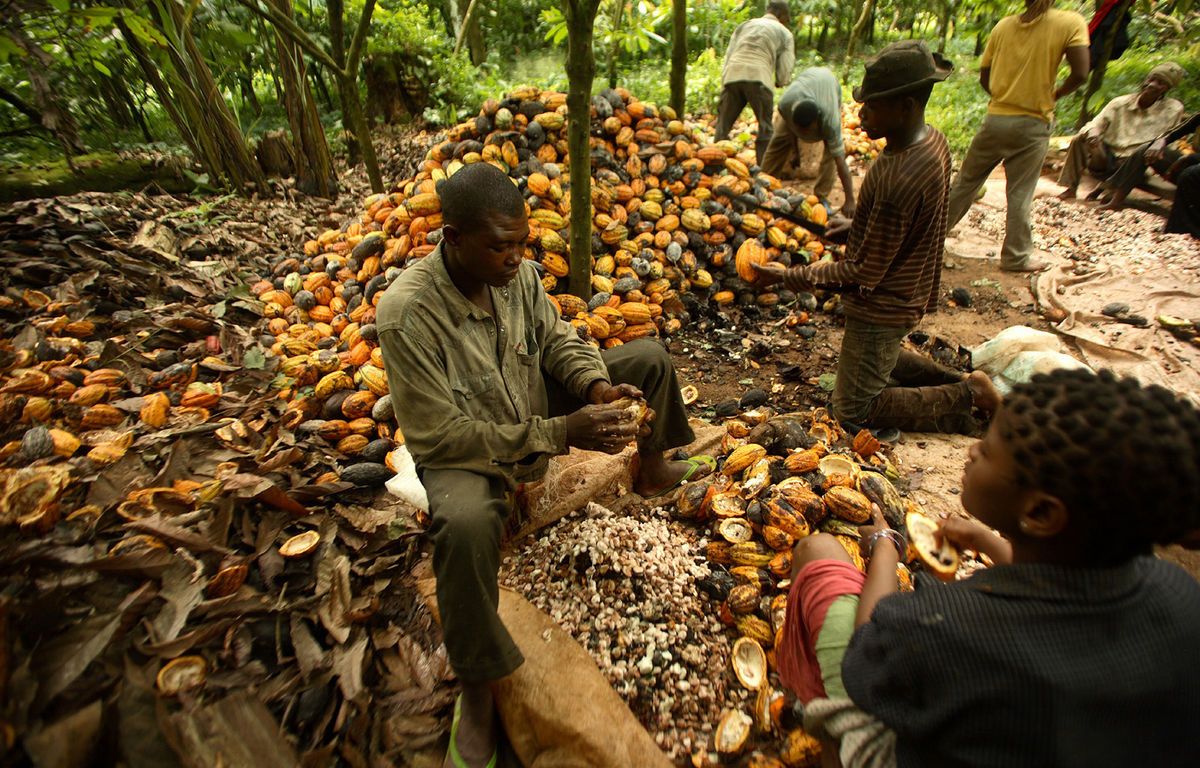 Cocoa farmers in Ondo State protest their eviction from a forest reserve