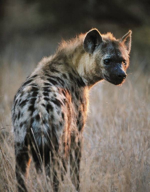 Residents urged to be vigilant as hyena escapes from Jos Wildlife Park