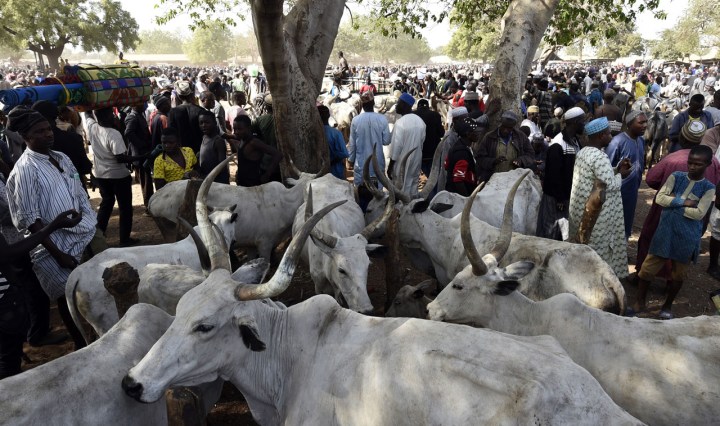 Gombe man arrested for stealing cattle worth N7 million