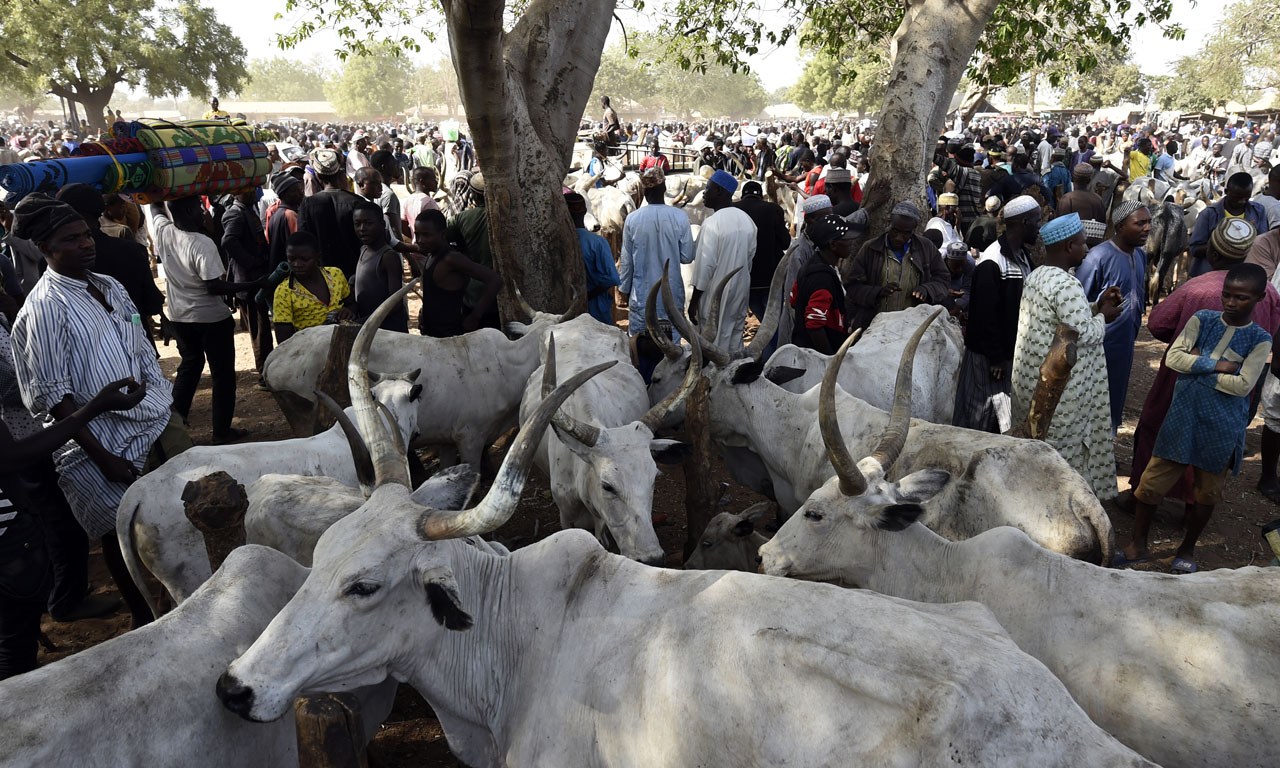 Gombe man arrested for stealing cattle worth N7 million