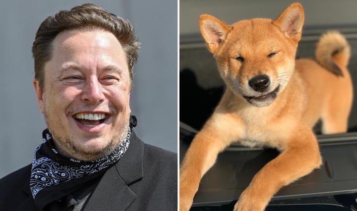 Elon Musk reveals he sleeps on a Twitter office couch and claims his dog is the CEO (watch the video)