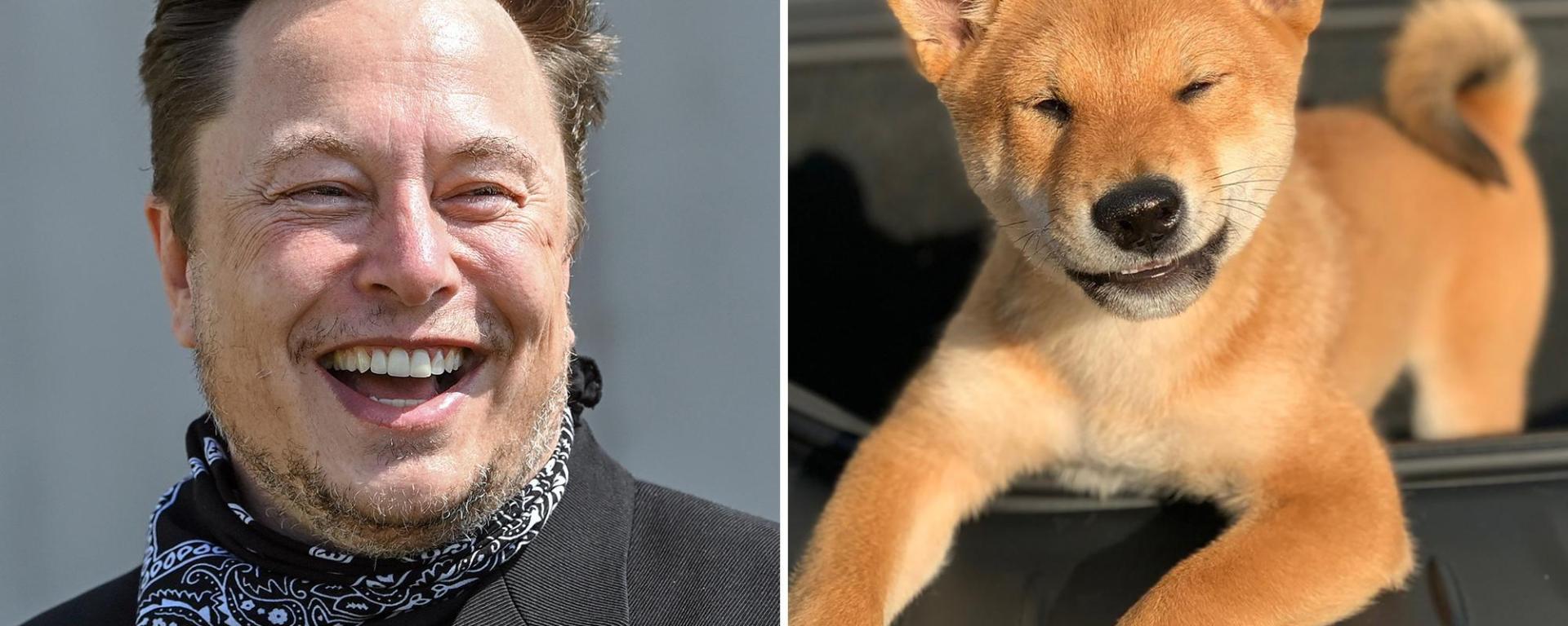 Elon Musk reveals he sleeps on a Twitter office couch and claims his dog is the CEO (watch the video)