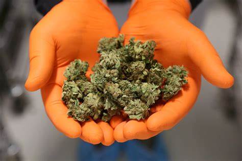 Customs intercepts N3bn worth of cannabis imported from Canada