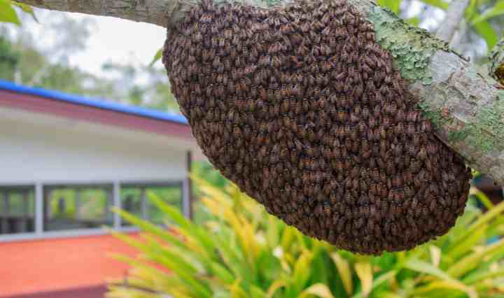 Fatal Bee attack claims lives of six passengers amidst road crash