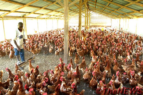 Farm manager accused of stealing chickens worth N5.4 million in Abuja