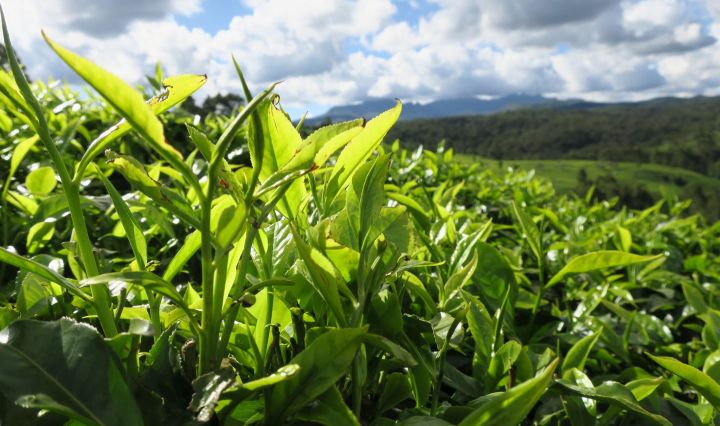 Rainforest alliance suspends certification for two global tea companies following sexual abuse scandal in Kenya