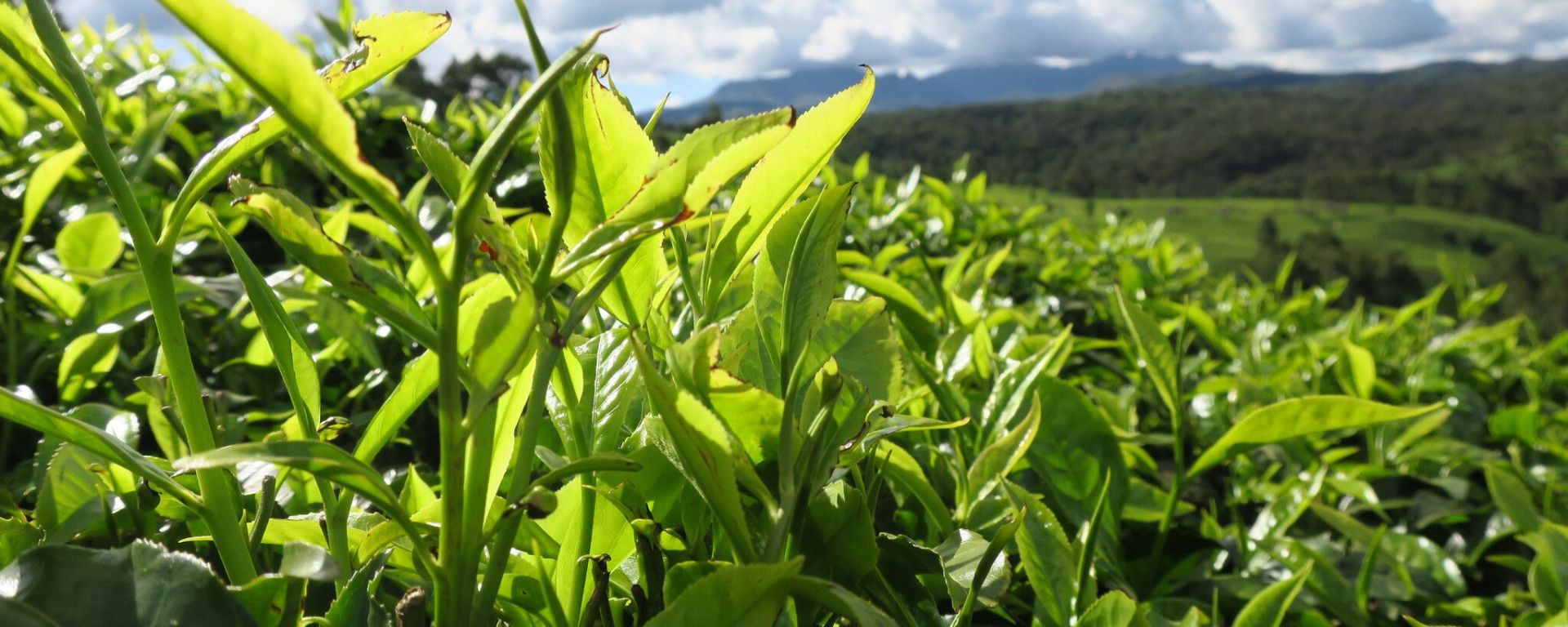 Rainforest alliance suspends certification for two global tea companies following sexual abuse scandal in Kenya