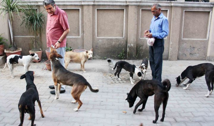 New Delhi prepares to hide street dogs ahead of G20 summit