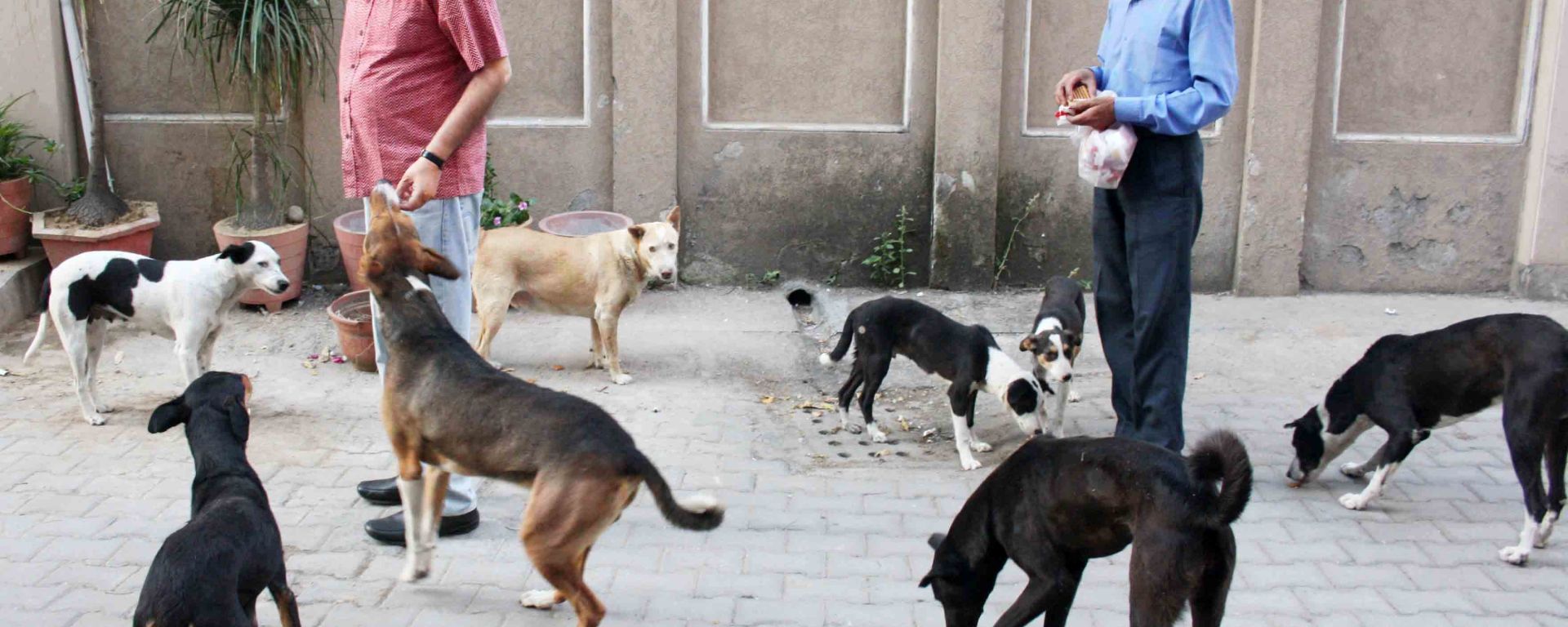 New Delhi prepares to hide street dogs ahead of G20 summit