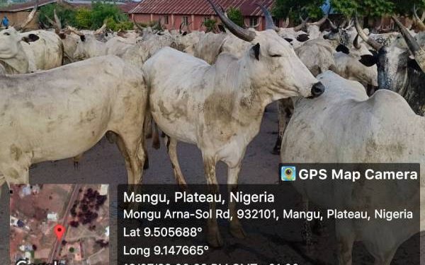 Plateau security forces arrest 1,000 grazing cattle invading Mangu farmlands