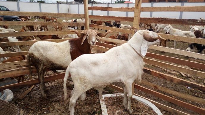 Clerics advise Muslims not to incur debt for the purpose of purchasing Sallah ram