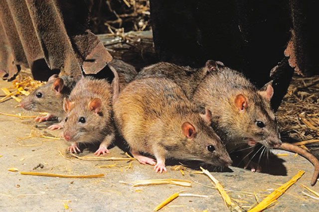 Nigeria battles lassa fever: Over 5000 cases reported across 28 states since January