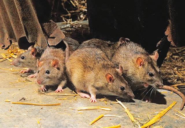 Nigeria battles lassa fever: Over 5000 cases reported across 28 states since January