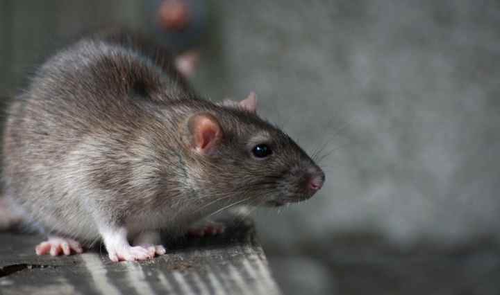 151 killed as Lassa fever spreads to 26 states in Nigeria