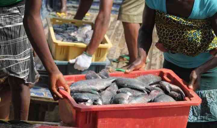 Importers and traders in fish business chain lament forex restrictions on fish importation
