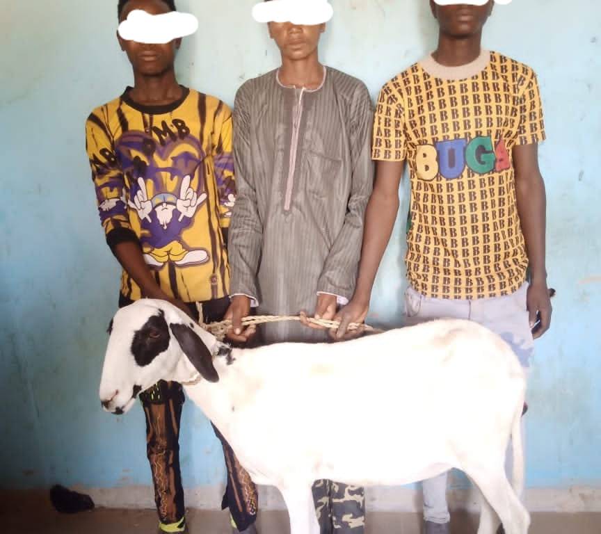 Jigawa police arrest 3 men for stealing sheep