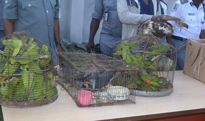 Customs arrests two for smuggling N6.89m worth of parrots and hawks
