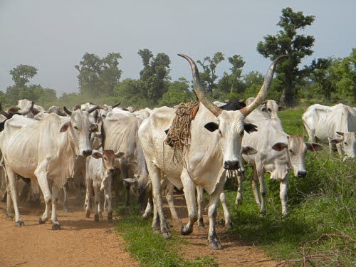 Plateau government launches massive cattle vaccination