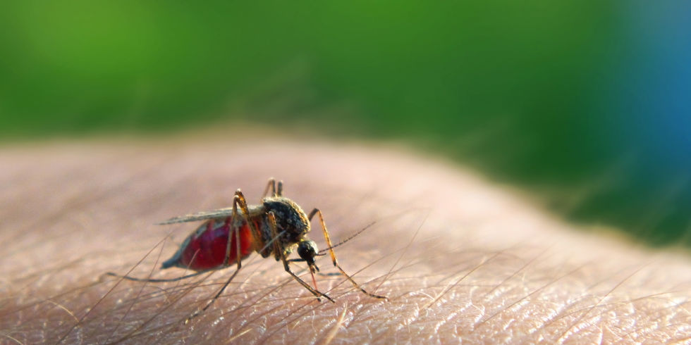 Nigerians spend N2.04 trillion annually on malaria prevention and treatment - Experts